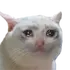 dion_pfp
